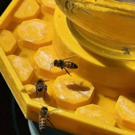 HiveDrink Hydrates Pollinator Life