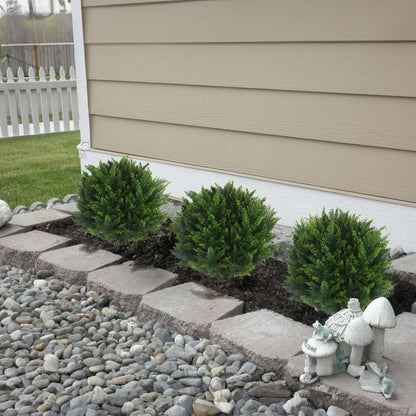 CedarGreen